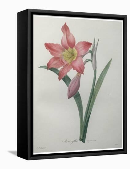 Amaryllis-Pierre-Joseph Redoute-Framed Stretched Canvas