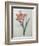 Amaryllis-Pierre-Joseph Redoute-Framed Premium Giclee Print