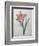 Amaryllis-Pierre-Joseph Redoute-Framed Premium Giclee Print