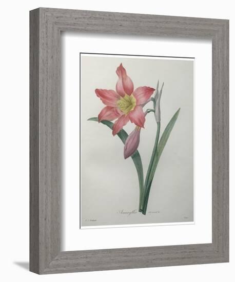 Amaryllis-Pierre-Joseph Redoute-Framed Premium Giclee Print