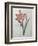 Amaryllis-Pierre-Joseph Redoute-Framed Premium Giclee Print