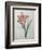 Amaryllis-Pierre-Joseph Redoute-Framed Premium Giclee Print