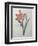 Amaryllis-Pierre-Joseph Redoute-Framed Premium Giclee Print