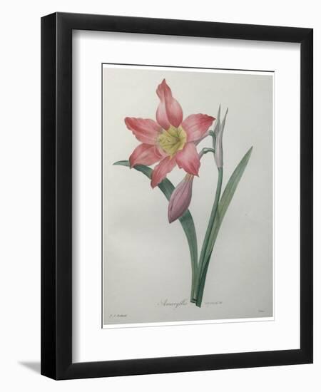 Amaryllis-Pierre-Joseph Redoute-Framed Premium Giclee Print