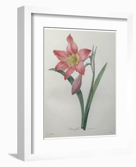 Amaryllis-Pierre-Joseph Redoute-Framed Premium Giclee Print