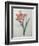 Amaryllis-Pierre-Joseph Redoute-Framed Premium Giclee Print