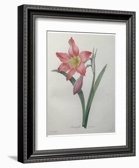 Amaryllis-Pierre-Joseph Redoute-Framed Premium Giclee Print