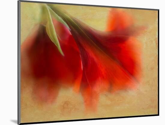 Amaryllis-Janet Slater-Mounted Photographic Print