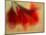 Amaryllis-Janet Slater-Mounted Photographic Print