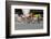 Amateur Men Bicyclists competing in the Garrett Lemire Memorial Grand Prix National Racing Circu...-null-Framed Photographic Print