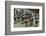 Amateur Men Bicyclists competing in the Garrett Lemire Memorial Grand Prix National Racing Circu...-null-Framed Photographic Print