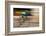 Amateur Men Bicyclists competing in the Garrett Lemire Memorial Grand Prix National Racing Circu...-null-Framed Photographic Print