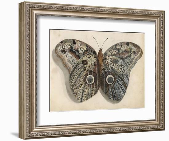 Amateur Naturalist's Depiction of a Moth-null-Framed Art Print