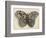 Amateur Naturalist's Depiction of a Moth-null-Framed Art Print