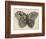 Amateur Naturalist's Depiction of a Moth-null-Framed Art Print