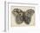 Amateur Naturalist's Depiction of a Moth-null-Framed Art Print