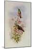 Amazili, Amazilia Pristina-John Gould-Mounted Giclee Print