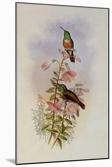 Amazili, Amazilia Pristina-John Gould-Mounted Giclee Print