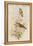 Amazilla Pristina - Hummingbirds-John Gould-Framed Stretched Canvas