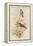 Amazilla Pristina - Hummingbirds-John Gould-Framed Stretched Canvas