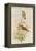 Amazilla Pristina - Hummingbirds-John Gould-Framed Stretched Canvas