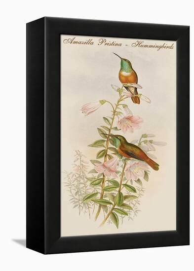 Amazilla Pristina - Hummingbirds-John Gould-Framed Stretched Canvas