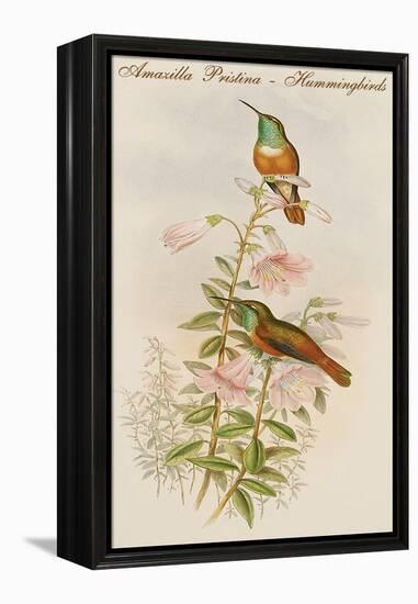 Amazilla Pristina - Hummingbirds-John Gould-Framed Stretched Canvas