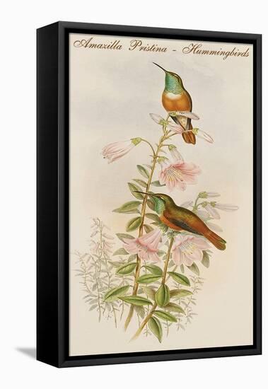 Amazilla Pristina - Hummingbirds-John Gould-Framed Stretched Canvas