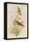 Amazilla Pristina - Hummingbirds-John Gould-Framed Stretched Canvas