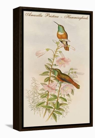 Amazilla Pristina - Hummingbirds-John Gould-Framed Stretched Canvas