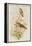 Amazilla Pristina - Hummingbirds-John Gould-Framed Stretched Canvas