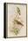 Amazilla Pristina - Hummingbirds-John Gould-Framed Stretched Canvas