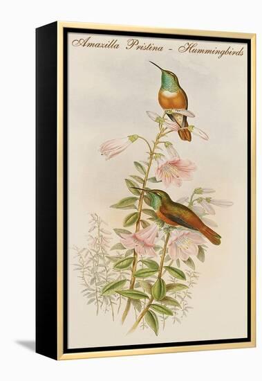 Amazilla Pristina - Hummingbirds-John Gould-Framed Stretched Canvas