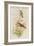 Amazilla Pristina - Hummingbirds-John Gould-Framed Art Print