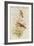 Amazilla Pristina - Hummingbirds-John Gould-Framed Art Print