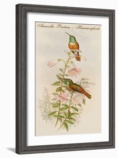 Amazilla Pristina - Hummingbirds-John Gould-Framed Art Print