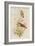 Amazilla Pristina - Hummingbirds-John Gould-Framed Art Print