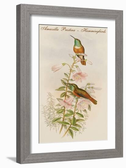 Amazilla Pristina - Hummingbirds-John Gould-Framed Art Print