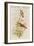 Amazilla Pristina - Hummingbirds-John Gould-Framed Art Print