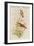 Amazilla Pristina - Hummingbirds-John Gould-Framed Art Print