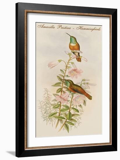 Amazilla Pristina - Hummingbirds-John Gould-Framed Art Print