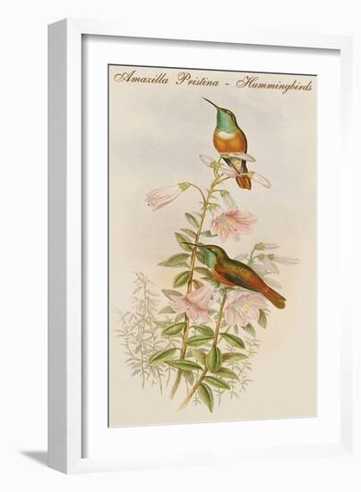 Amazilla Pristina - Hummingbirds-John Gould-Framed Art Print