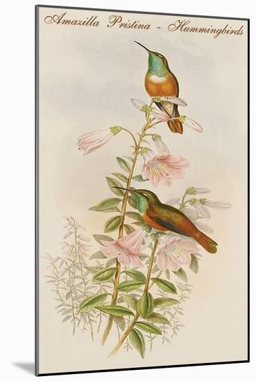 Amazilla Pristina - Hummingbirds-John Gould-Mounted Art Print
