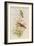 Amazilla Pristina - Hummingbirds-John Gould-Framed Art Print