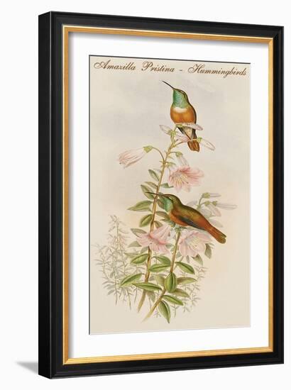 Amazilla Pristina - Hummingbirds-John Gould-Framed Art Print