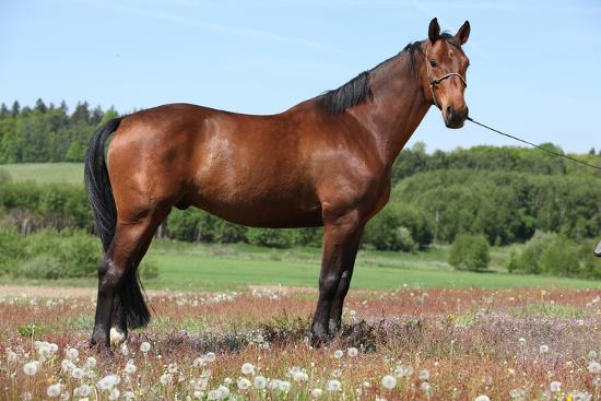 Amazing Brown Horse Standing In Nature Photographic Print Zuzule Art Com Amazing Brown Horse Standing In Nature Photographic Print Zuzule Art Com