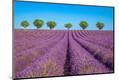 Premium Photographic Print