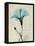 Amazing Hibiscus-Albert Koetsier-Framed Stretched Canvas