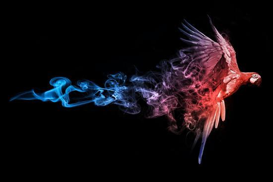 Amazing Image Of A Flying Macaw Parrot Animal Kingdom Parrot Wildlife Art Colorful Flying Bird Photographic Print Fotontwerp Art Com