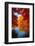 Amazing Love-Philippe Sainte-Laudy-Framed Photographic Print